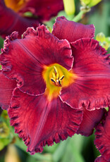 Walters Gardens Hemerocallis 'Gothic Grenadine' #1- Daylily