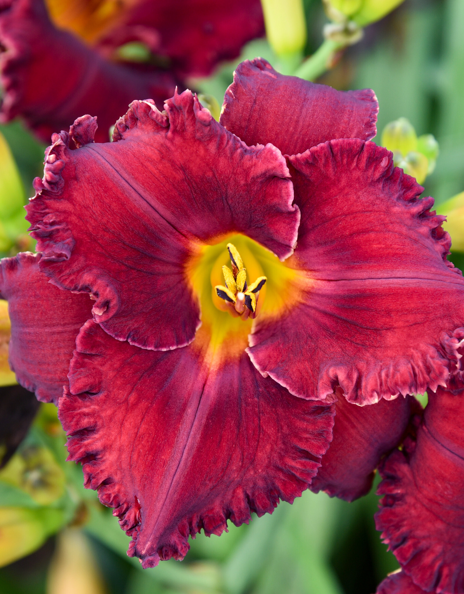 Walters Gardens Hemerocallis 'Gothic Grenadine' #1- Daylily