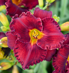 Walters Gardens Hemerocallis 'Gothic Grenadine' #1- Daylily