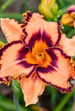 Walters Gardens Hemerocallis 'One Hit Wonder' #1- Daylily