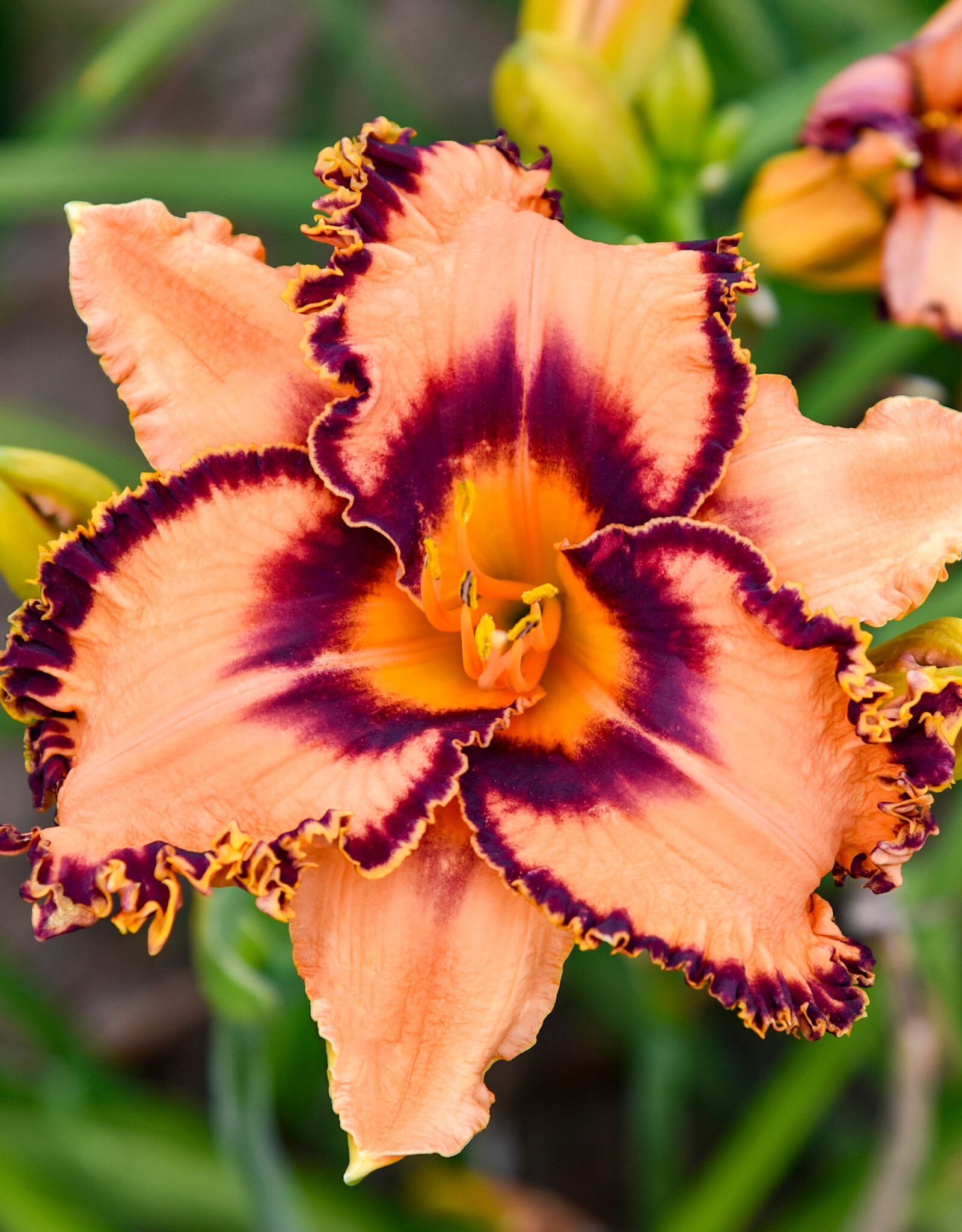 Walters Gardens Hemerocallis 'One Hit Wonder' #1- Daylily