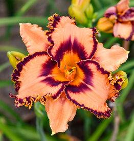 Walters Gardens Hemerocallis 'One Hit Wonder' #1- Daylily