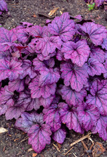 Walters Gardens Heuchera villosa 'Electric Plum' 5.5 Coral Bells