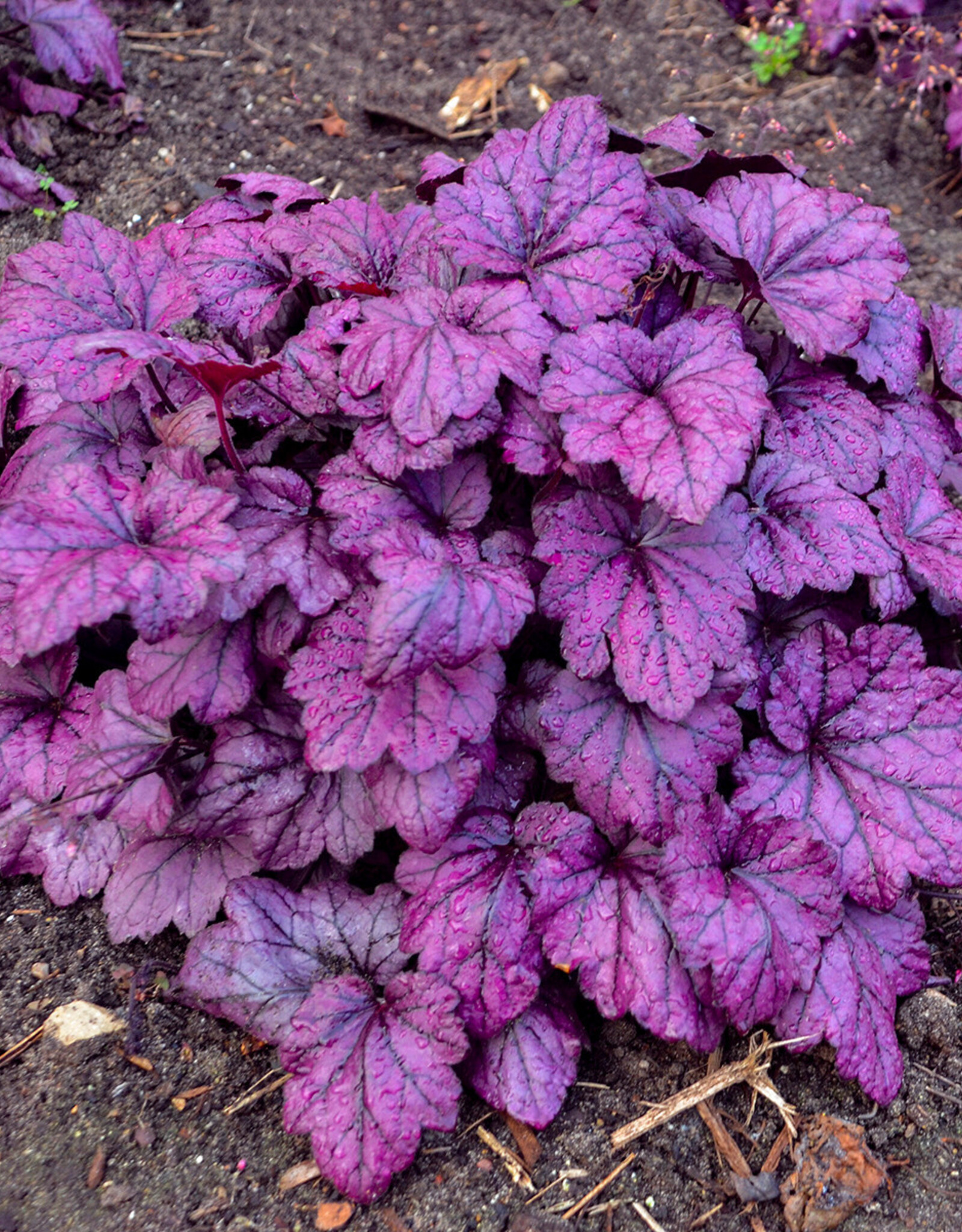 Walters Gardens Heuchera villosa 'Electric Plum' 5.5 Coral Bells