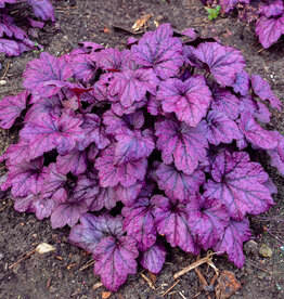 Walters Gardens Heuchera villosa 'Electric Plum' 5.5 Coral Bells