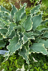 Walters Gardens Hosta 'Dancing in the Moonlight #1