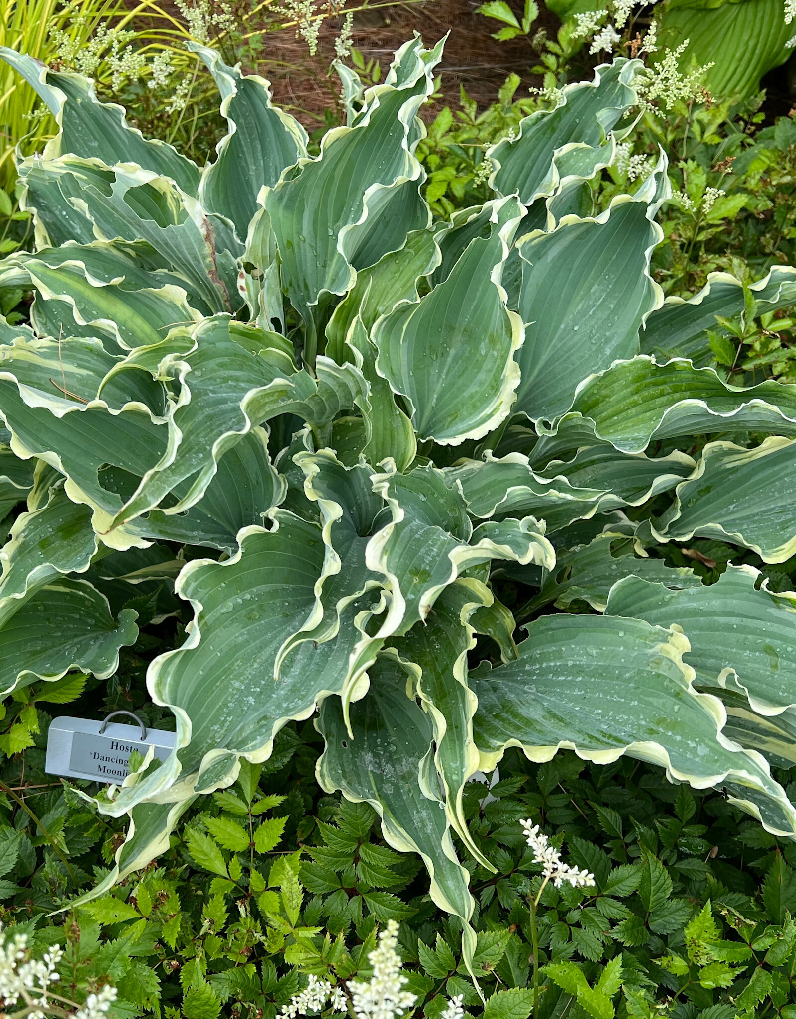 Walters Gardens Hosta 'Dancing in the Moonlight #1
