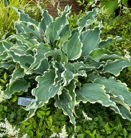 Walters Gardens Hosta 'Dancing in the Moonlight #1