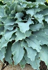 Walters Gardens Hosta 'Dancing with Dragons #1