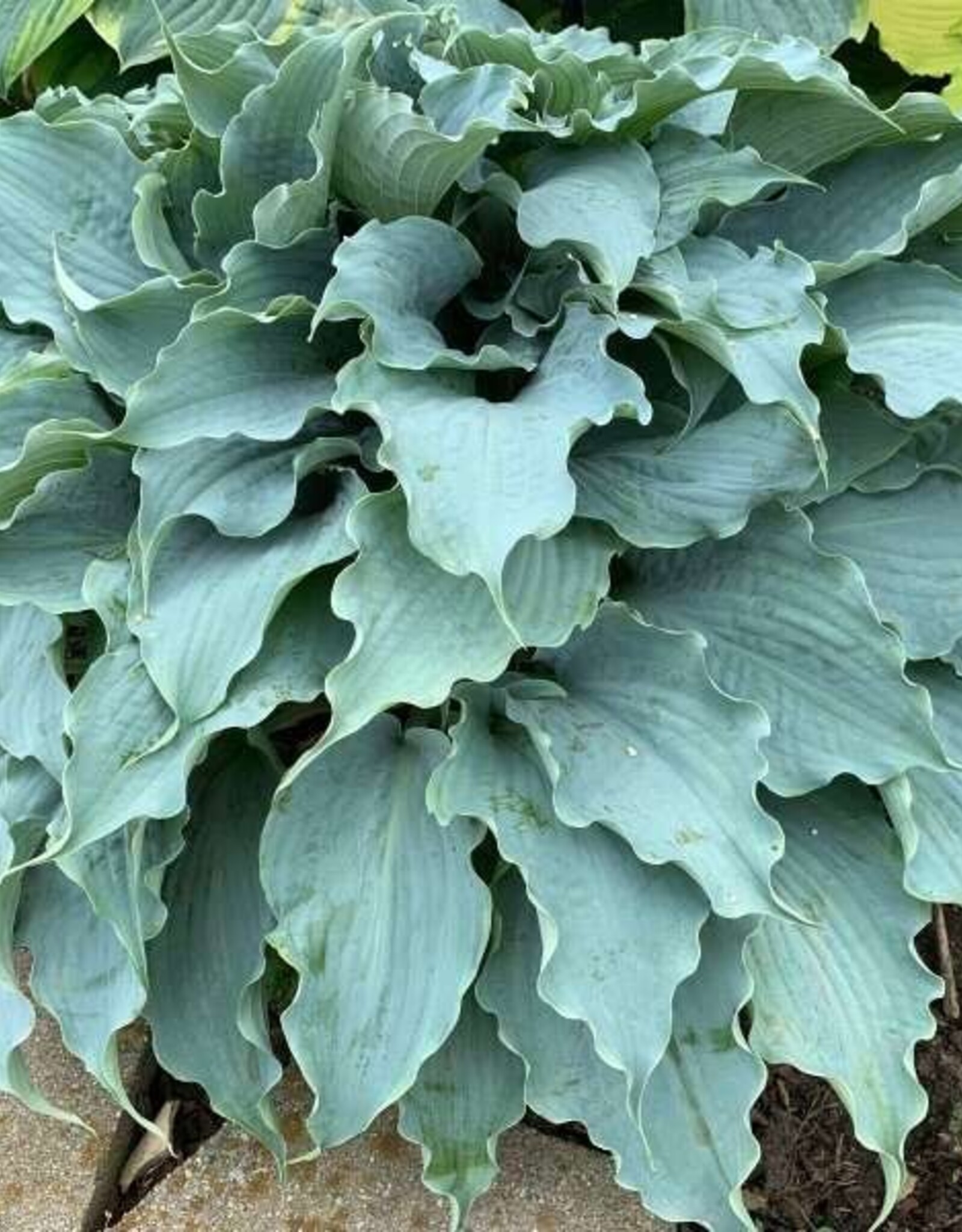 Walters Gardens Hosta 'Dancing with Dragons #1