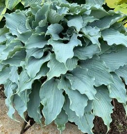 Walters Gardens Hosta 'Dancing with Dragons #1