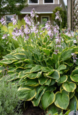 Walters Gardens Hosta 'Fortunei Aureomarginata #1