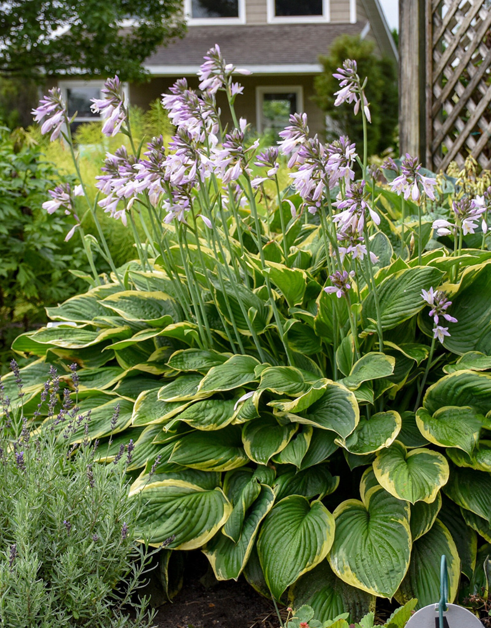 Walters Gardens Hosta 'Fortunei Aureomarginata #1