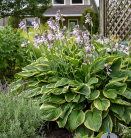 Walters Gardens Hosta 'Fortunei Aureomarginata #1