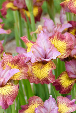 Walters Gardens Iris siberica 'Fiddles on Fire' #1