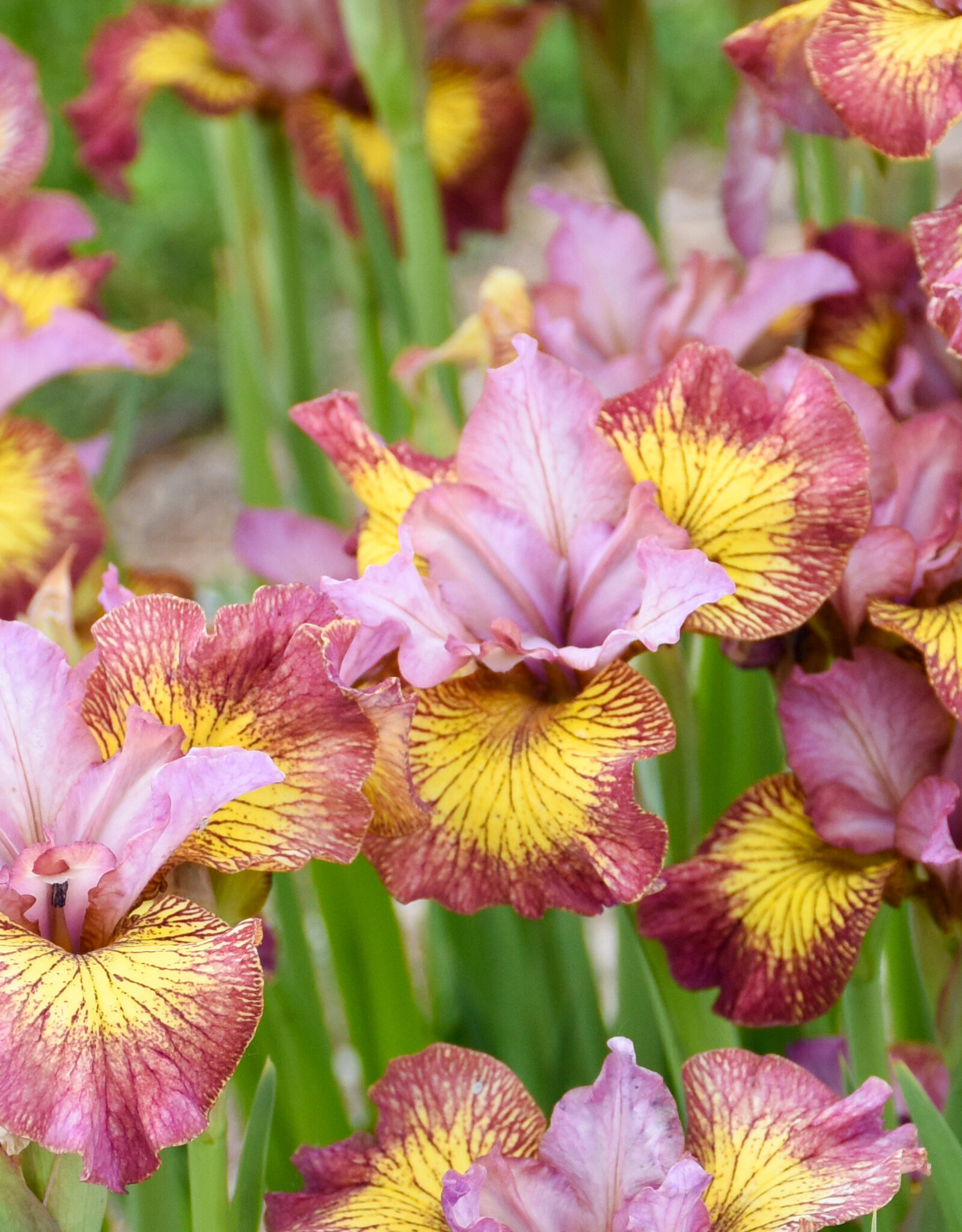 Walters Gardens Iris siberica 'Fiddles on Fire' #1