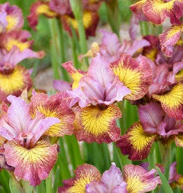 Walters Gardens Iris siberica 'Fiddles on Fire' #1