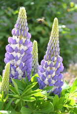 Walters Gardens Lupinus polyphyllus 'Mini Gallery Blue' #1 - Mini Gallery™ Blue Bicolor Lupine WG