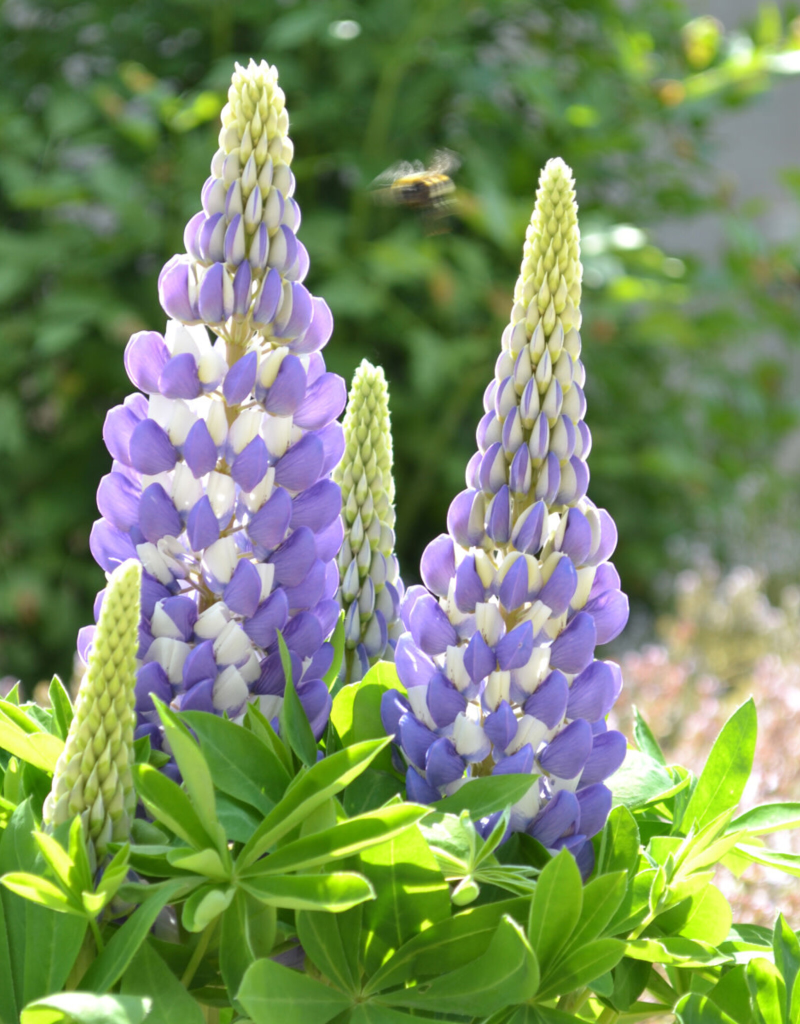 Walters Gardens Lupinus polyphyllus 'Mini Gallery Blue' #1 - Mini Gallery™ Blue Bicolor Lupine WG