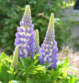 Walters Gardens Lupinus polyphyllus 'Mini Gallery Blue' #1 - Mini Gallery™ Blue Bicolor Lupine WG