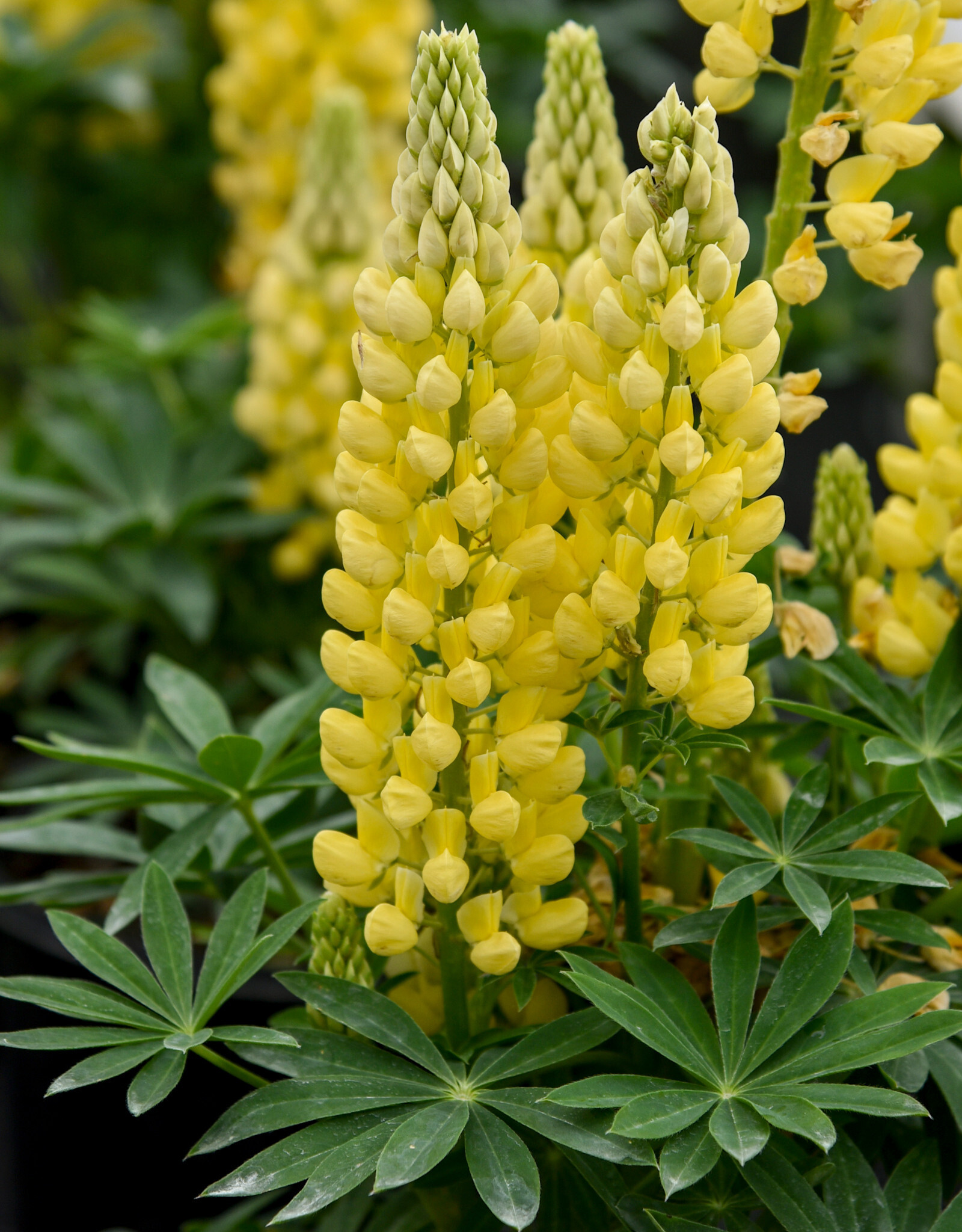 Walters Gardens Lupinus polyphyllus 'Mini Gallery Yellow' #1 - Mini Gallery™ Yellow Bicolor Lupine WG