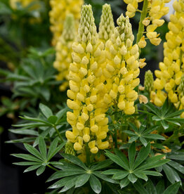 Walters Gardens Lupinus polyphyllus 'Mini Gallery Yellow' #1 - Mini Gallery™ Yellow Bicolor Lupine WG