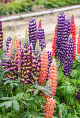 Walters Gardens Lupinus CANDYLAND™ Mix #1 Mixed Lupine  WG