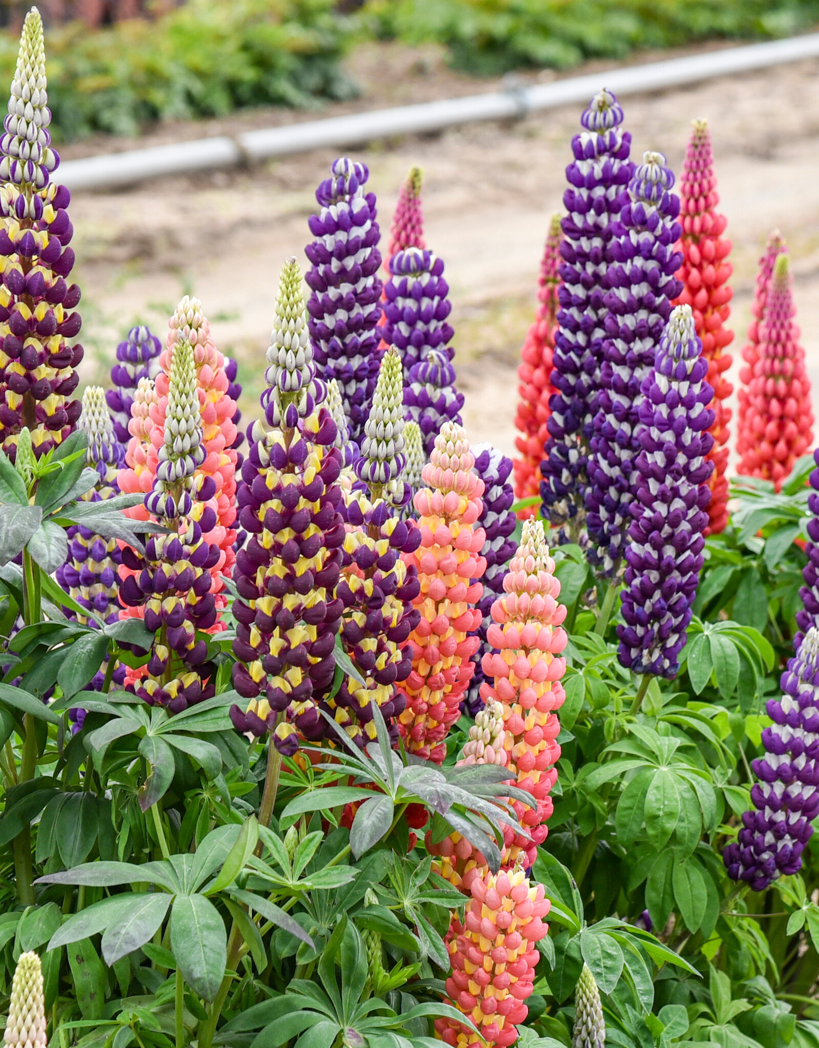 Walters Gardens Lupinus CANDYLAND™ Mix #1 Mixed Lupine  WG