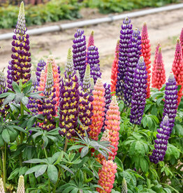Walters Gardens Lupinus CANDYLAND™ Mix #1 Mixed Lupine  WG