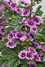 Walters Gardens Malva sylvestris 'Zebrina' 5.5in Hollyhock Mallow