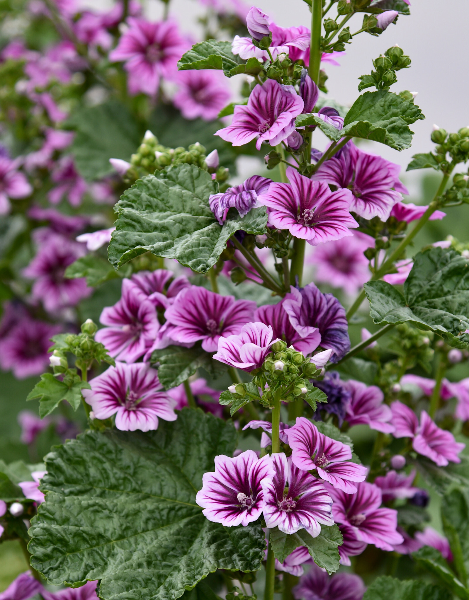 Walters Gardens Malva sylvestris 'Zebrina' 5.5in Hollyhock Mallow