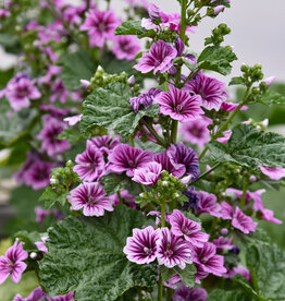 Walters Gardens Malva sylvestris 'Zebrina' 5.5in Hollyhock Mallow