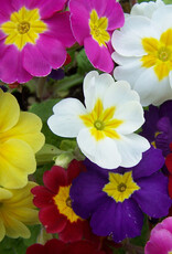 Walters Gardens Primula 'Pacifica Hybrids' Primrose 5.5in
