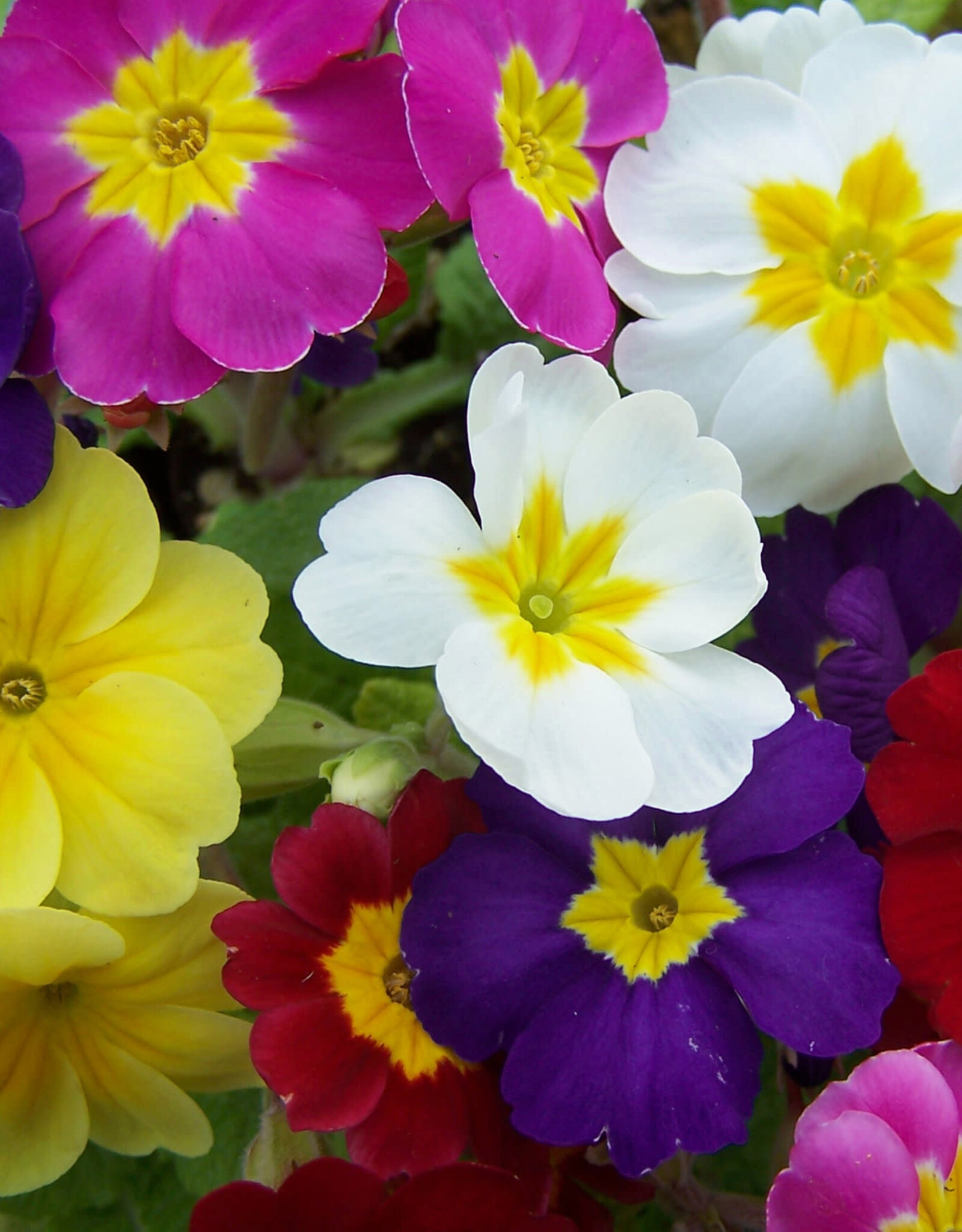 Walters Gardens Primula 'Pacifica Hybrids' Primrose 5.5in