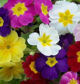 Walters Gardens Primula 'Pacifica Hybrids' Primrose 5.5in