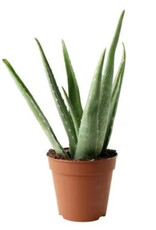 Mainland Aloe Vera 4 in