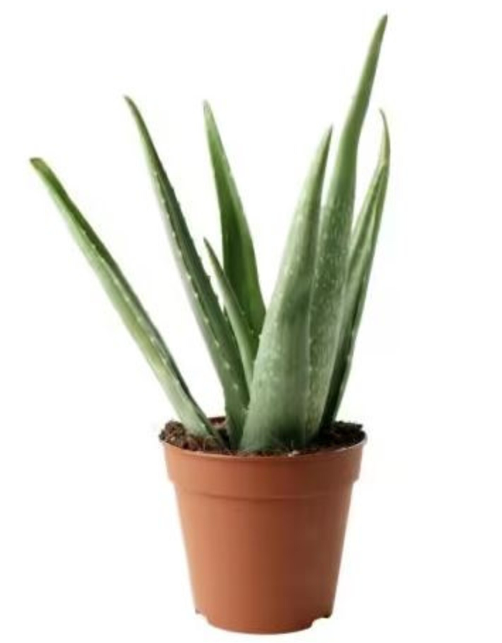 Mainland Aloe Vera 4 in