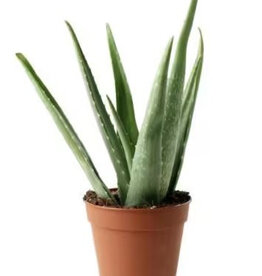Mainland Aloe Vera 4 in