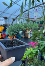 Mainland Juniperus- Bonsai 5in