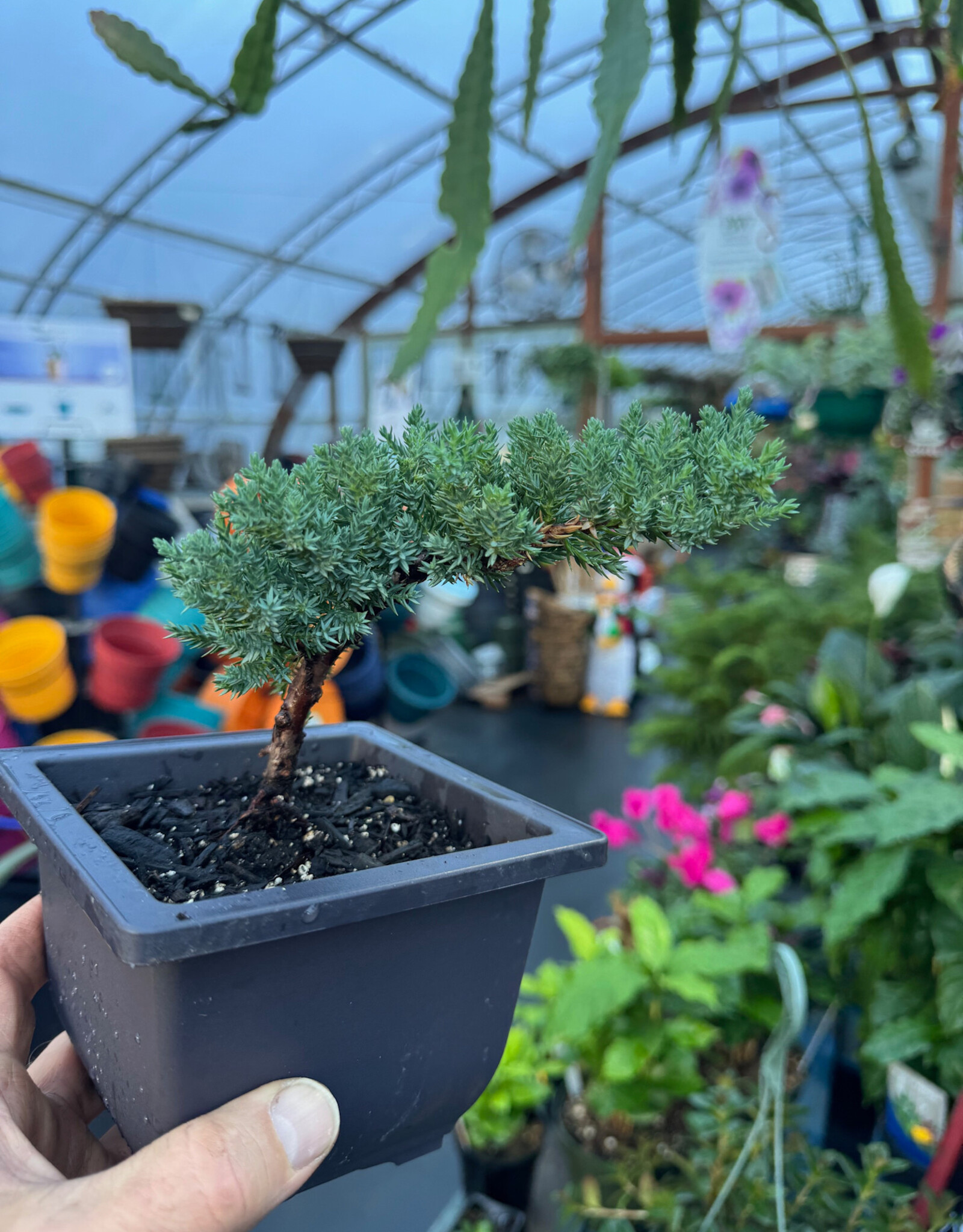 Mainland Juniperus- Bonsai 5in