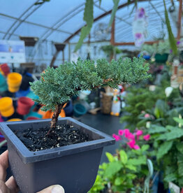 Mainland Juniperus- Bonsai 5in