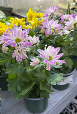 Mainland Pot Mum, Assorted 4 inch