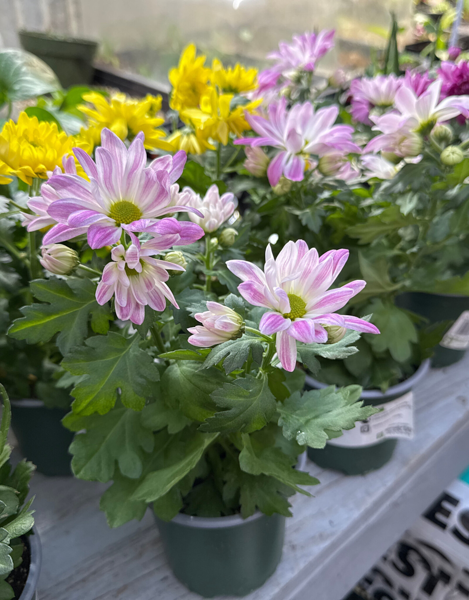 Mainland Pot Mum, Assorted 4 inch