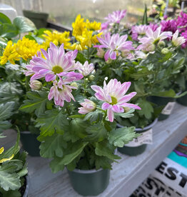 Mainland Pot Mum, Assorted 4 inch