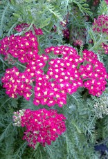 Bron and Sons Achillea millefolium 'Paprika' #1  Paprika Yarrow