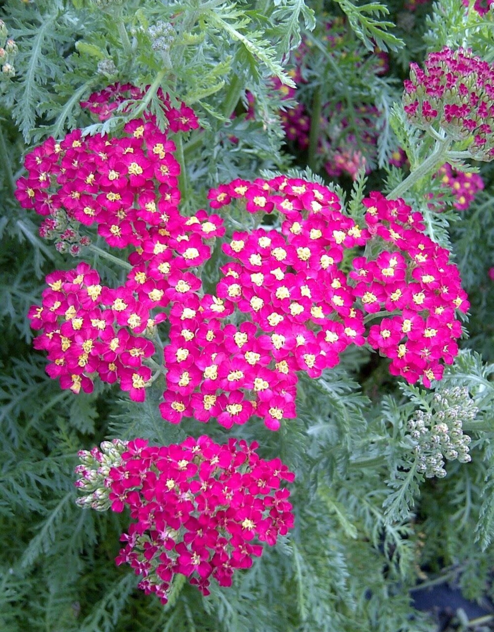 Bron and Sons Achillea millefolium 'Paprika' #1  Paprika Yarrow