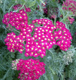 Bron and Sons Achillea millefolium 'Paprika' #1  Paprika Yarrow