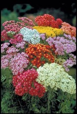 Bron and Sons Achillea millefolium 'Summer Pastels' #1  Summer Pastels Yarrow