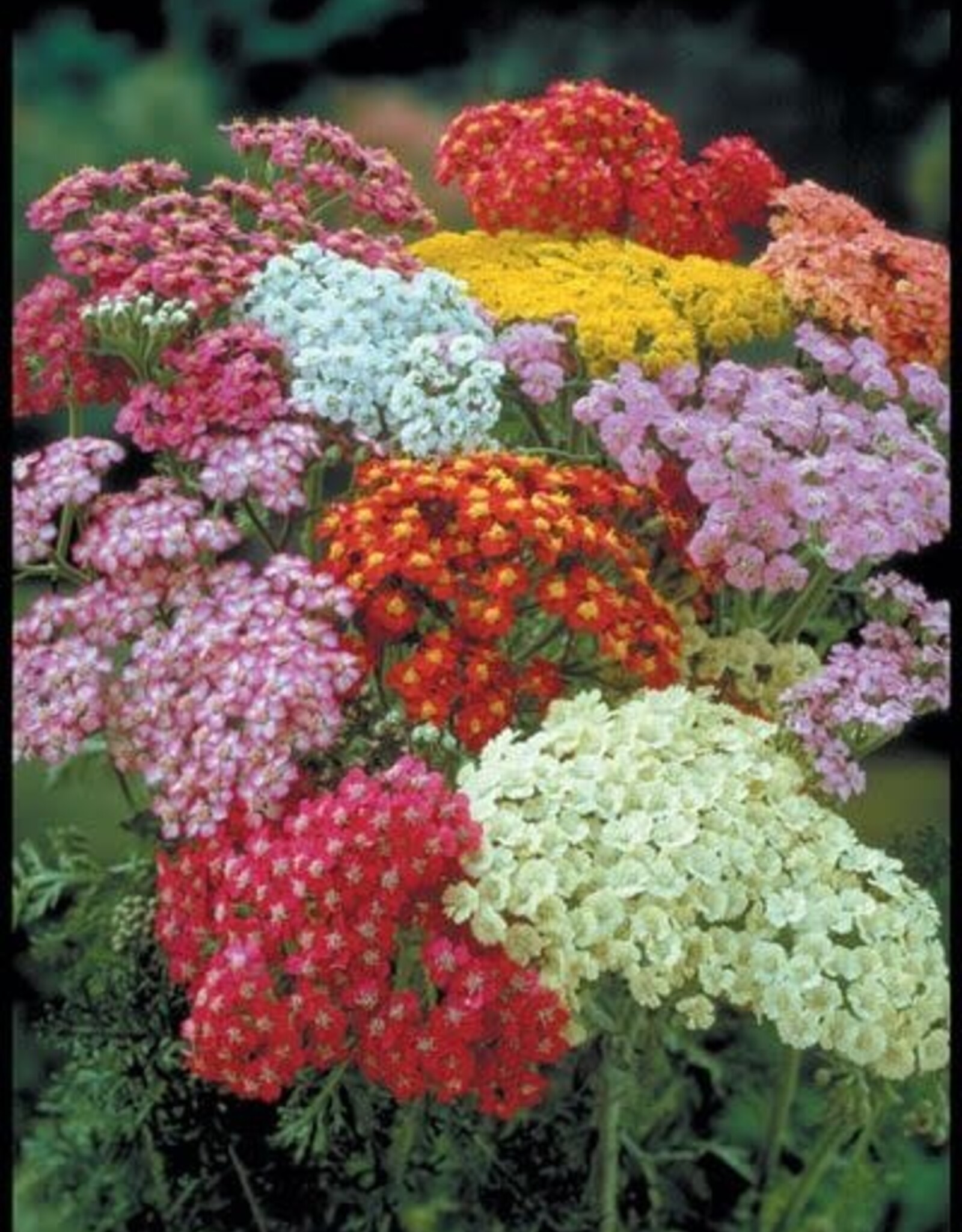 Bron and Sons Achillea millefolium 'Summer Pastels' #1  Summer Pastels Yarrow