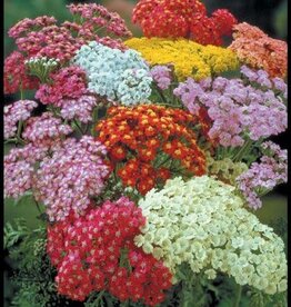 Bron and Sons Achillea millefolium 'Summer Pastels' #1  Summer Pastels Yarrow